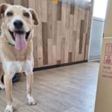 10月5日の吉岡店に参加する命こそ宝の保護犬04