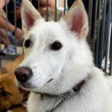 10月5日の吉岡店に参加する命こそ宝の保護犬06