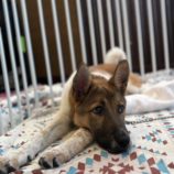 10月5日の吉岡店に参加する命こそ宝の保護犬07