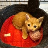 10月19日の千葉ニュータウン店店に参加する花ねこ千葉の保護猫01