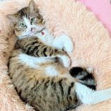 10月19日の千葉ニュータウン店店に参加する花ねこ千葉の保護猫02