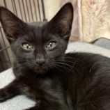 10月19日の千葉ニュータウン店店に参加する花ねこ千葉の保護猫03