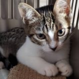 10月19日の千葉ニュータウン店店に参加する花ねこ千葉の保護猫04