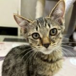 10月19日の千葉ニュータウン店店に参加する花ねこ千葉の保護猫05