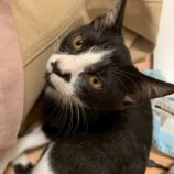 10月19日の千葉ニュータウン店店に参加する花ねこ千葉の保護猫07