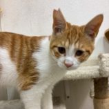 10月19日の千葉ニュータウン店店に参加する花ねこ千葉の保護猫08