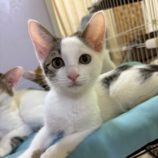 10月19日の千葉ニュータウン店店に参加する花ねこ千葉の保護猫09