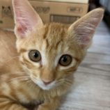 10月19日の千葉ニュータウン店店に参加する花ねこ千葉の保護猫10