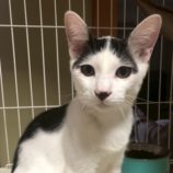 10月19日の千葉ニュータウン店店に参加する花ねこ千葉の保護猫11