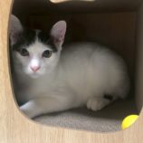 10月19日の千葉ニュータウン店店に参加する花ねこ千葉の保護猫12