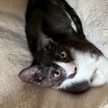 10月19日の千葉ニュータウン店店に参加する花ねこ千葉の保護猫13