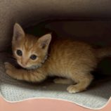 10月19日の千葉ニュータウン店店に参加する花ねこ千葉の保護猫14