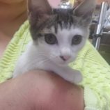 10月19日の千葉ニュータウン店店に参加する花ねこ千葉の保護猫15