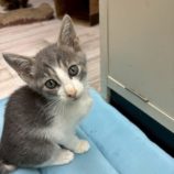 10月19日の千葉ニュータウン店店に参加する花ねこ千葉の保護猫16