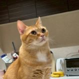 10月19日の千葉ニュータウン店店に参加する花ねこ千葉の保護猫17