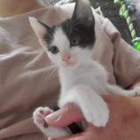 10月19日の千葉ニュータウン店店に参加する花ねこ千葉の保護猫18