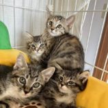 10月19日の千代田店に参加するSONADORASの保護猫02