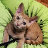 10月19日の千代田店に参加するSONADORASの保護猫03