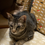 10月19日の千代田店に参加するアニマルフレンドの保護猫04