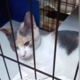 10月19日の千代田店に参加するアニマルフレンドの保護猫05