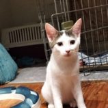 10月19日の千代田店に参加するSONADORASの保護猫05