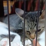 10月19日の千代田店に参加するアニマルフレンドの保護猫07