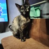 10月19日の千代田店に参加するSONADORASの保護猫07