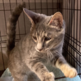 10月19日の千代田店に参加するアニマルフレンドの保護猫08