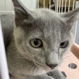 10月19日の千代田店に参加するSONADORASの保護猫09