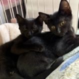 10月19日の千代田店に参加するSONADORASの保護猫10