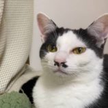 10月19日の千代田店に参加するSONADORASの保護猫11