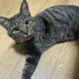 10月19日の千代田店に参加するSONADORASの保護猫12