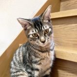 10月12日のひたちなか店に参加するネコスぺ事務局の保護猫01