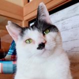 10月12日のひたちなか店に参加するネコスぺ事務局の保護猫04