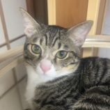 10月12日のひたちなか店に参加するネコスぺ事務局の保護猫05