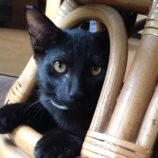 10月12日のひたちなか店に参加するネコスぺ事務局の保護猫06