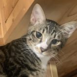 10月12日のひたちなか店に参加するネコスぺ事務局の保護猫07