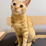 10月12日のひたちなか店に参加するネコスぺ事務局の保護猫12