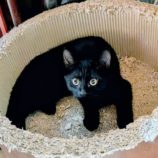 10月12日のひたちなか店に参加するネコスぺ事務局の保護猫13