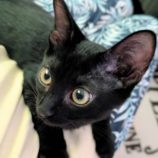 10月12日のひたちなか店に参加するネコスぺ事務局の保護猫18