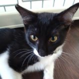 10月12日のひたちなか店に参加するネコスぺ事務局の保護猫19