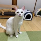 10月12日のひたちなか店に参加するネコスぺ事務局の保護猫21
