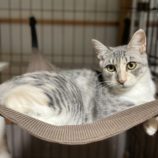 10月12日のひたちなか店に参加するネコスぺ事務局の保護猫24