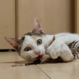 10月12日のひたちなか店に参加するネコスぺ事務局の保護猫29