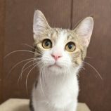 10月19日のひたちなか店に参加するホーリーキャットの保護猫01