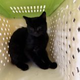 10月19日のひたちなか店に参加するホーリーキャットの保護猫02