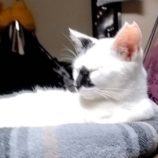 10月19日のひたちなか店に参加するホーリーキャットの保護猫03