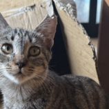 10月19日のひたちなか店に参加するホーリーキャットの保護猫04