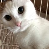 10月19日のひたちなか店に参加するホーリーキャットの保護猫05