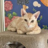 10月19日のひたちなか店に参加するホーリーキャットの保護猫06